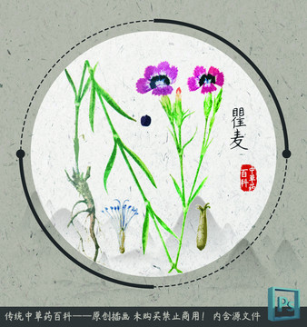 中草药植物插画瞿麦