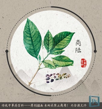 中草药植物插画商陆