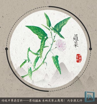 中草药植物插画蕹菜