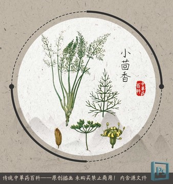 中草药植物插画小茴香