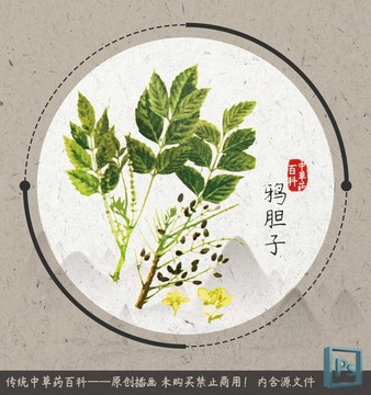 中草药植物插画鸦胆子