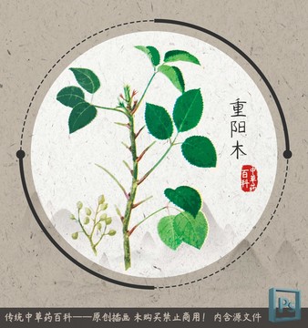 中草药植物插画重阳木