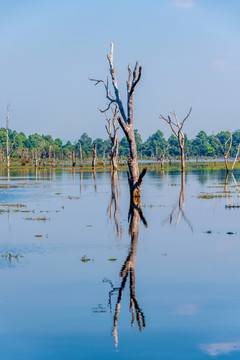 柬埔寨暹粒龙蟠水池