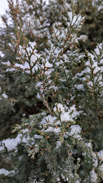 雪后松枝