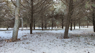 雪后树林