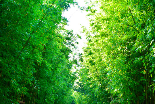 竹林景观路