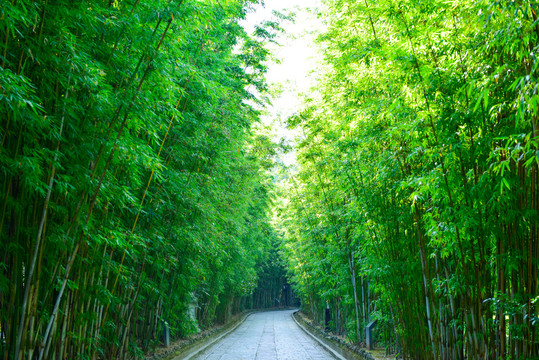 竹林景观路