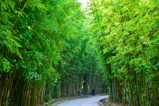 竹林景观路