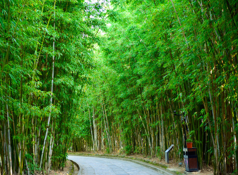 竹林景观路