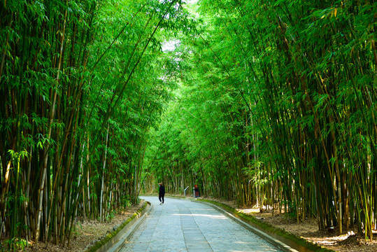 竹林景观路