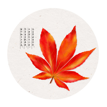 古風(fēng)楓葉插畫
