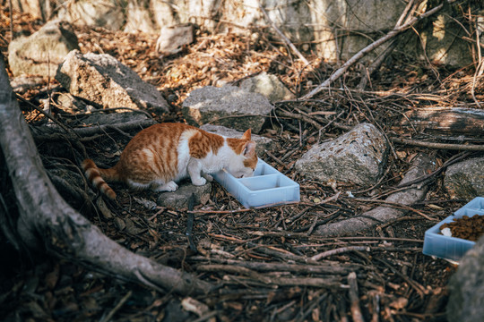 在森林公园里的一只可爱的猫