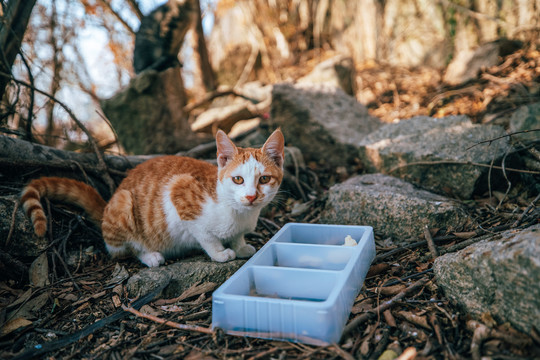 在森林公园里的一只可爱的猫