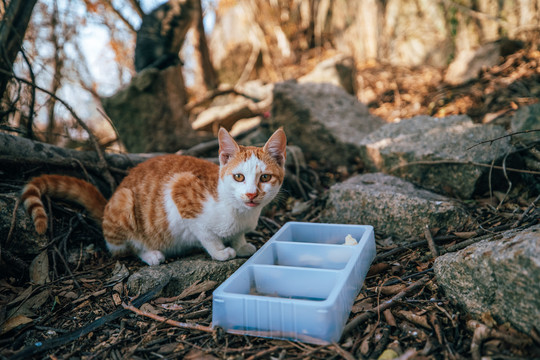 在森林公园里的一只可爱的猫