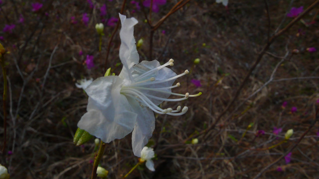 白色达子香花