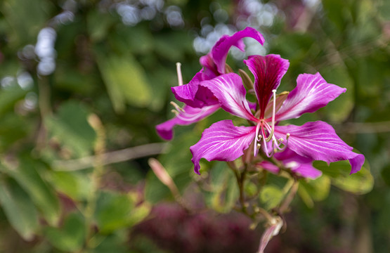 漂亮的花