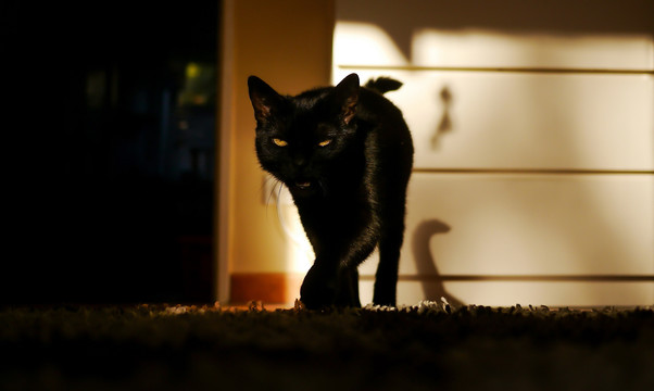黑色波斯猫