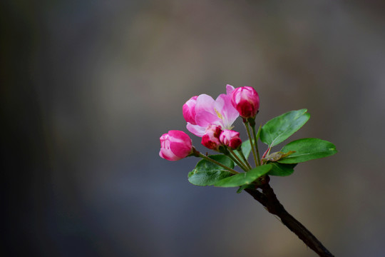 八棱海棠花