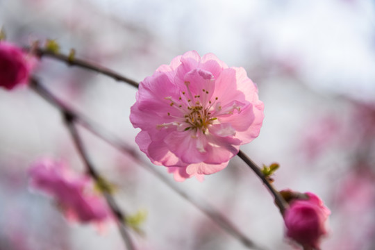 榆叶梅春季