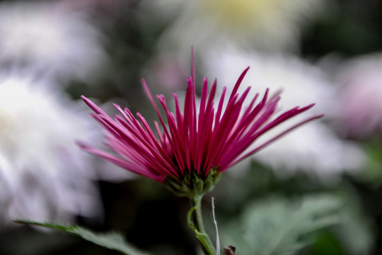 菊花特写