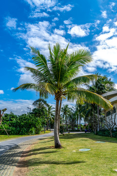 海岛公园棕榈树