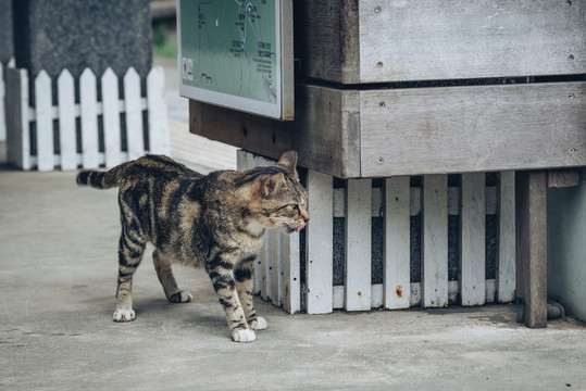 狸花猫