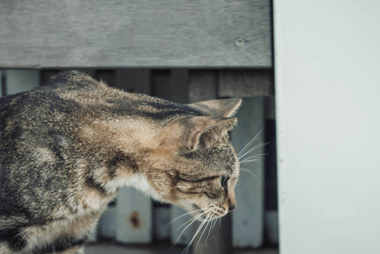 狸花猫