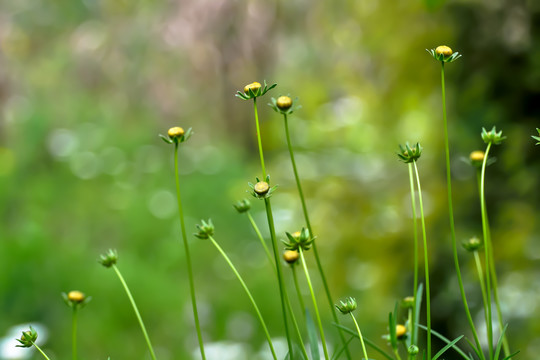 小花