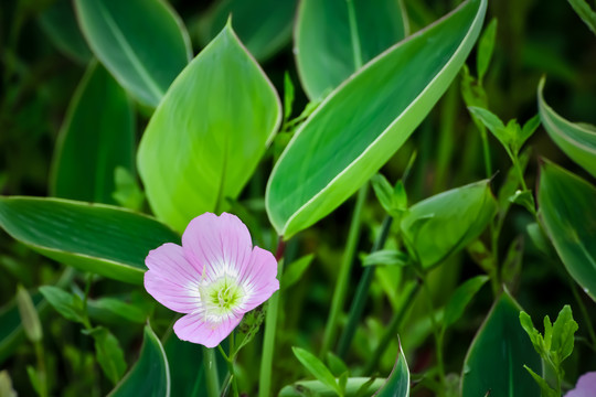 小花