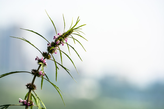 益母草