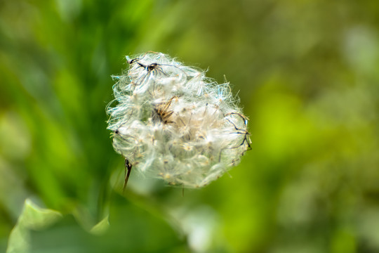 飞翔的花