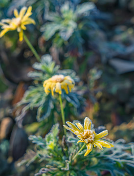 小菊花叶面霜花