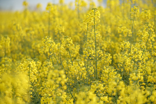 油菜花