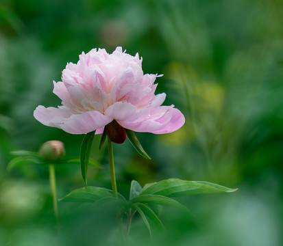 芍藥花