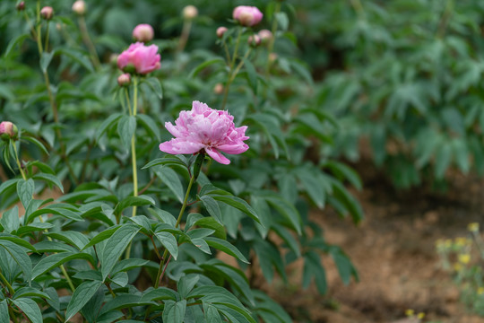 芍药花