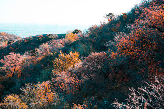 秋天香山