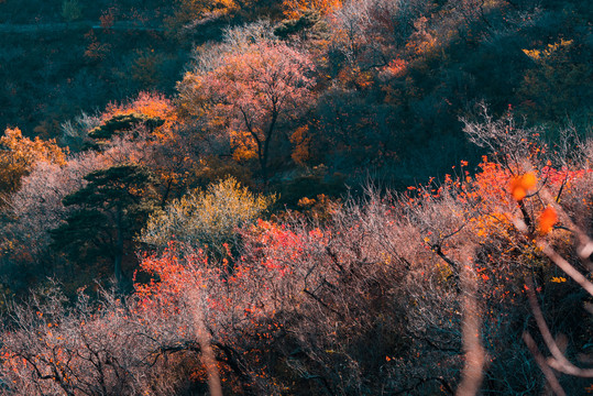 秋天香山