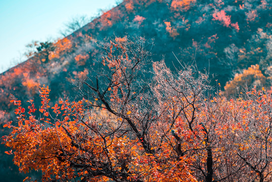 秋天香山