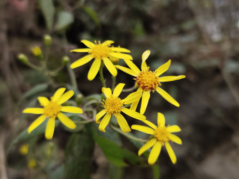 野菊花