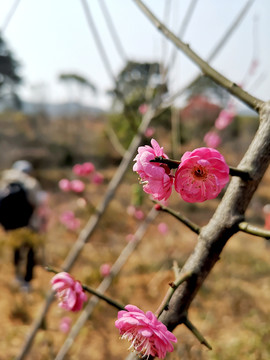 粉色梅花