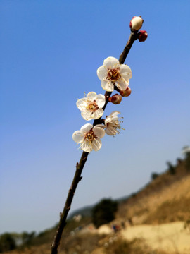 白色梅花