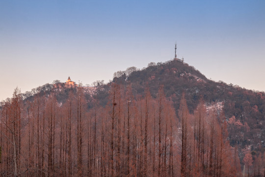 紫金山下杉树林