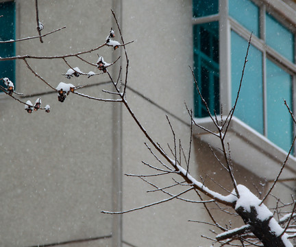 雪花纷飞