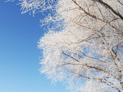 雪树