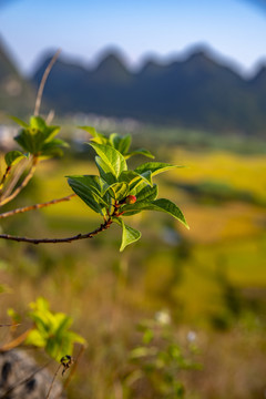 清新唯美朦胧风景背景