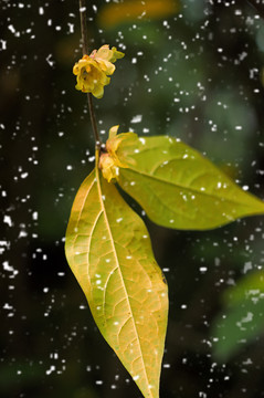 雪中腊梅花