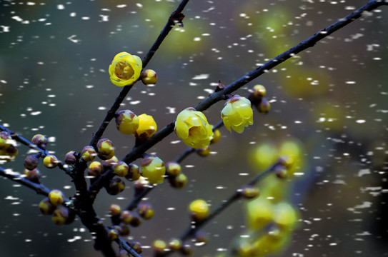 雪中腊梅花