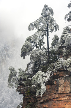 山顶雾淞