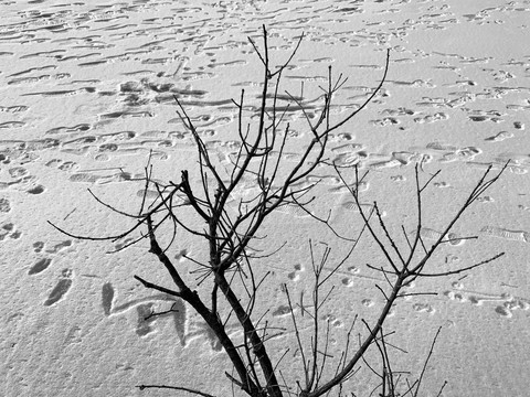 雪地和枯树枝