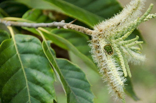 植物特写